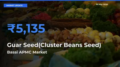 Bassi APMC Leads as Top Mandi for Guar Seed(Cluster Beans Seed) Prices