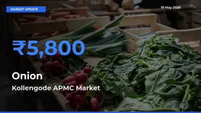 Kollengode APMC Records Highest ₹5,800 Rate for Onion