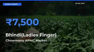 Bhindi(Ladies Finger) Mandi Rate Today: Chowmanu APMC Tops the List