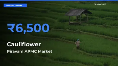 Market Watch: Piravam APMC Becomes Top Mandi for Cauliflower
