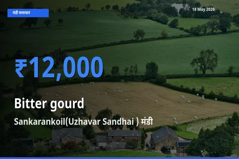 Sankarankoil(Uzhavar Sandhai ) में करेला का आज सबसे ऊँचा भाव