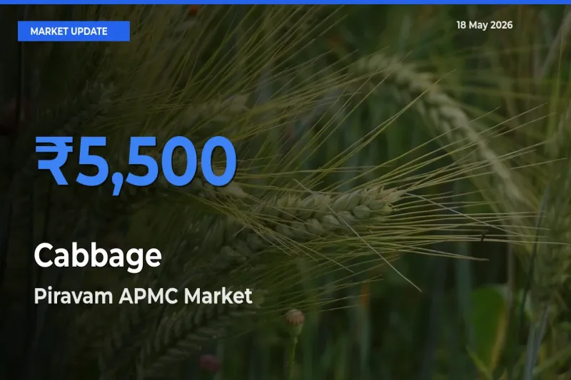 Farmers Prefer Piravam APMC as Cabbage Hits Highest Rate