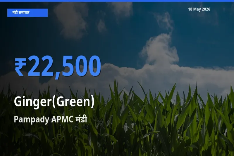 Pampady APMC मंडी में अदरक (हरा) ₹22,500 पर पहुँचा – आज का सर्वोच्च भाव