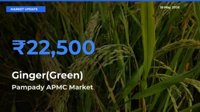 Pampady APMC Emerges as Top Mandi for Ginger(Green) Prices Today