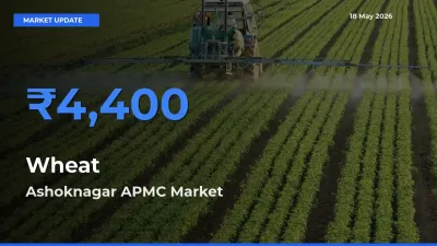 Ashoknagar APMC Leads as Top Mandi for Wheat Prices