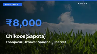 Market Watch: Thanjavur(Uzhavar Sandhai ) Becomes Top Mandi for Chikoos(Sapota)