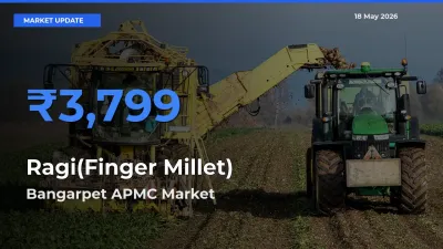 Bangarpet APMC Emerges as Top Mandi for Ragi(Finger Millet) Prices Today