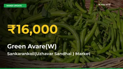 Farmers Benefit as Green Avare(W) Rate Touches New High in Sankarankoil(Uzhavar Sandhai )