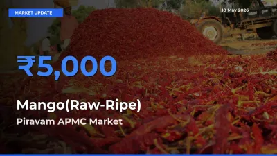Top Performer! Piravam APMC Offers Best Mango(Raw-Ripe) Price Today