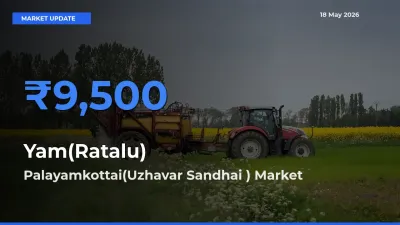 Palayamkottai(Uzhavar Sandhai ) Leads as Top Mandi for Yam(Ratalu) Prices