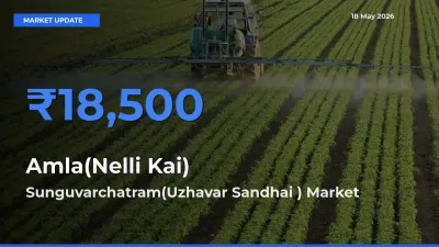 Sunguvarchatram(Uzhavar Sandhai ) Tops Amla(Nelli Kai) Mandi Rates Today