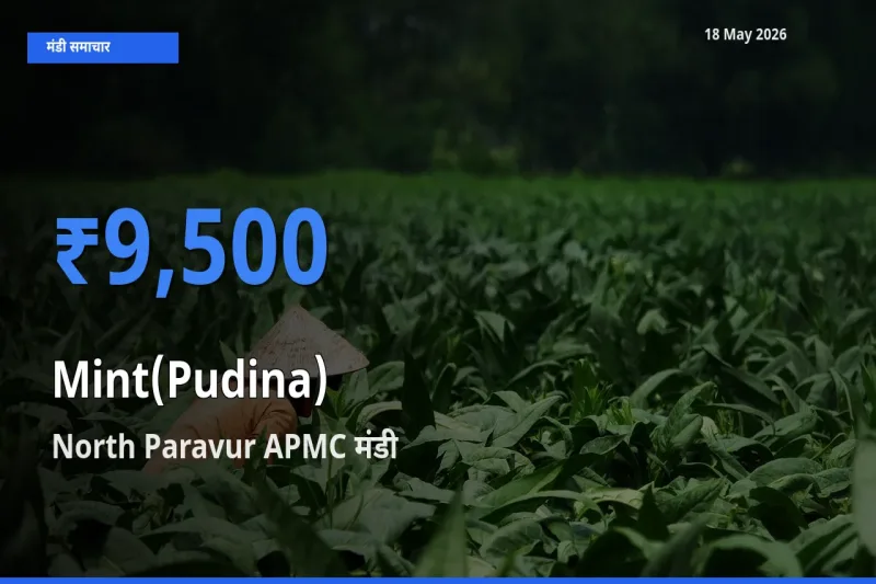 आज का मंडी भाव: पुदीना के सबसे ज़्यादा दाम North Paravur APMC में