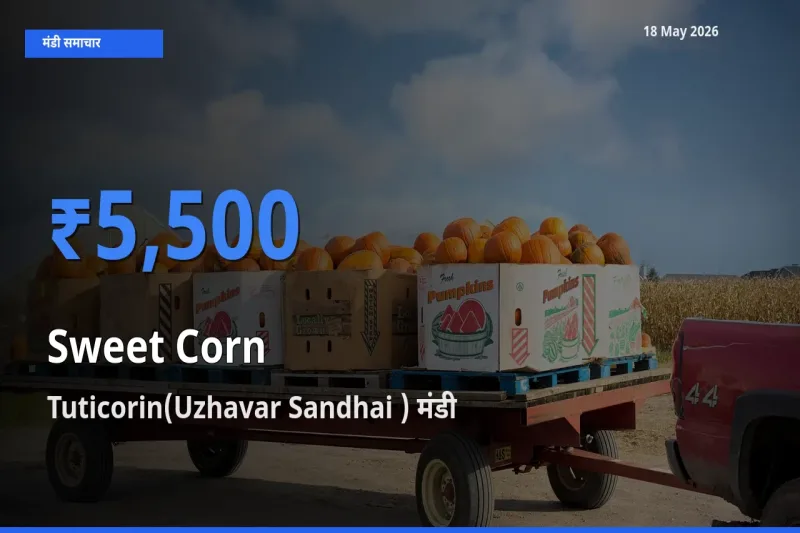 Tuticorin(Uzhavar Sandhai ) में स्वीट कॉर्न का आज सबसे ऊँचा भाव