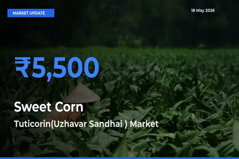 Sweet Corn  Mandi Rate Today: Tuticorin(Uzhavar Sandhai ) Tops the List