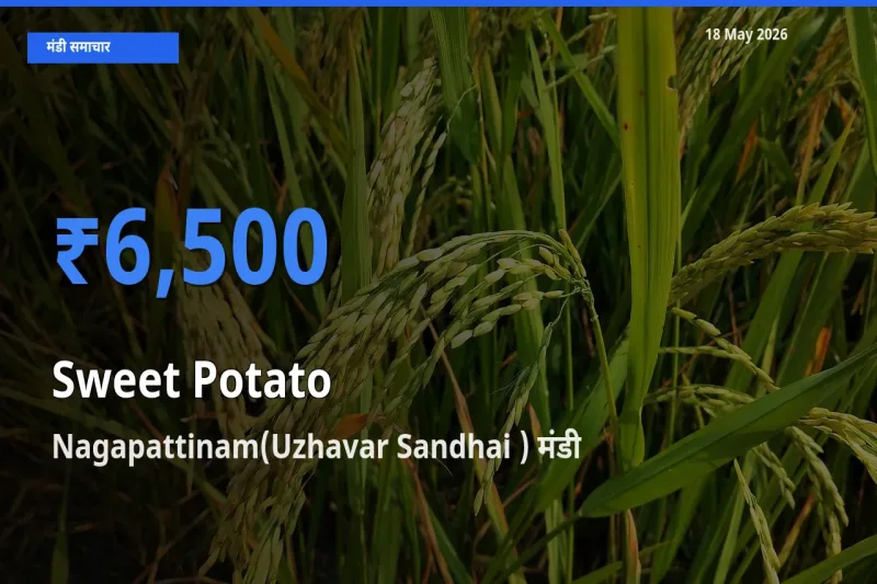 आज का मंडी भाव: शकरकंद के सबसे ज़्यादा दाम Nagapattinam(Uzhavar Sandhai ) में