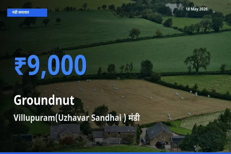 Villupuram(Uzhavar Sandhai ) में मूंगफली का आज सबसे ऊँचा भाव