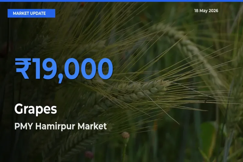 PMY Hamirpur Leads as Top Mandi for Grapes Prices