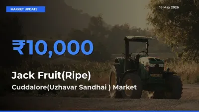Cuddalore(Uzhavar Sandhai ) Leads as Top Mandi for Jack Fruit(Ripe) Prices