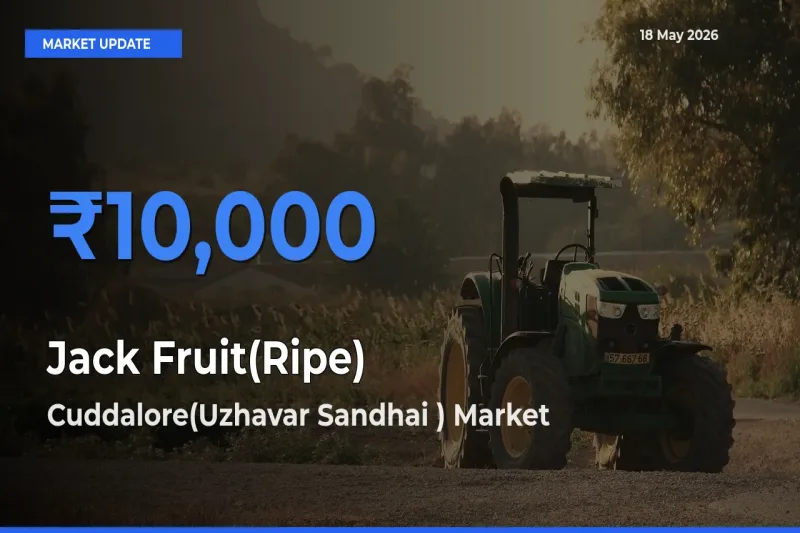 Cuddalore(Uzhavar Sandhai ) Leads as Top Mandi for Jack Fruit(Ripe) Prices
