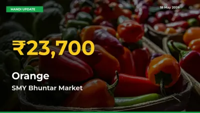 Orange Price Rally Continues – SMY Bhuntar Hits Fresh High Today