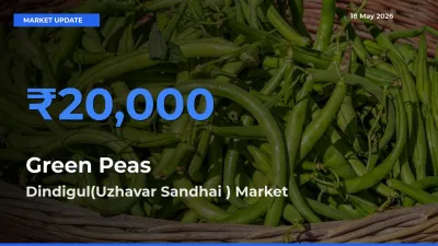 Dindigul(Uzhavar Sandhai ) Emerges as Top Mandi for Green Peas Prices Today