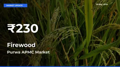 Firewood Prices Touch 30-Day Low in Purwa APMC – May 18 Update