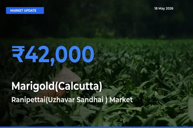Ranipettai(Uzhavar Sandhai ) Offers ₹42,000 – Highest Marigold(Calcutta) Rate Today