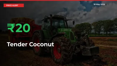Sharp Jump! Tender Coconut Prices Climb 20.04% in 24 Hours at Key Mandis