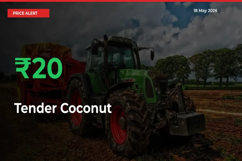 Sharp Jump! Tender Coconut Prices Climb 20.04% in 24 Hours at Key Mandis