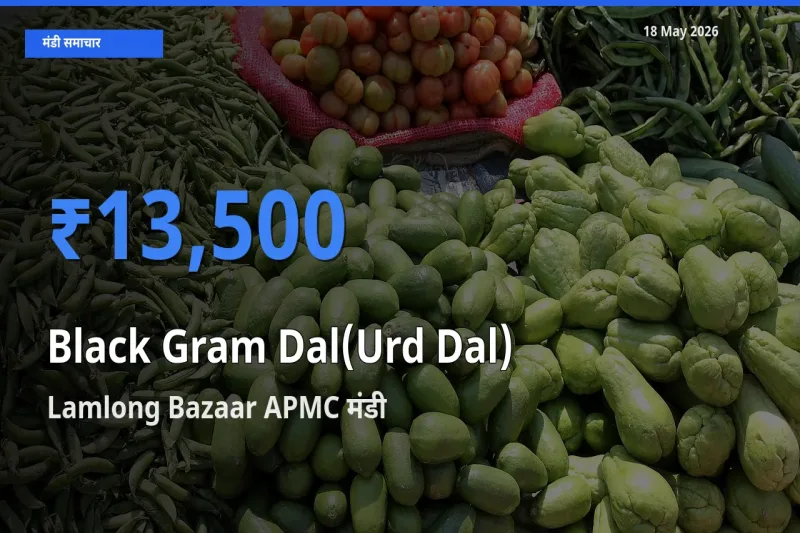 आज का मंडी भाव: उड़द दाल के सबसे ज़्यादा दाम Lamlong Bazaar APMC में