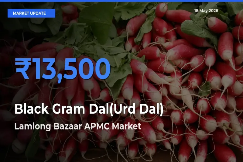 Lamlong Bazaar APMC Leads as Top Mandi for Black Gram Dal(Urd Dal) Prices