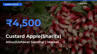 Market Watch: Athur(Uzhavar Sandhai ) Becomes Top Mandi for Custard Apple(Sharifa)