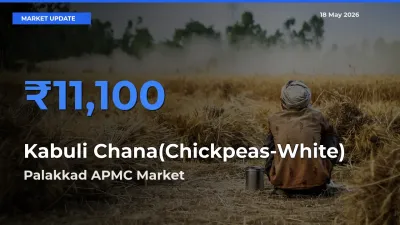 Farmers Prefer Palakkad APMC as Kabuli Chana(Chickpeas-White) Hits Highest Rate