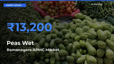 Ramanagara APMC Records Highest ₹13,200 Rate for Peas Wet