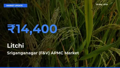 Market Watch: Sriganganagar (F&V) APMC Becomes Top Mandi for Litchi