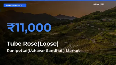 Top Performer! Ranipettai(Uzhavar Sandhai ) Offers Best Tube Rose(Loose) Price Today