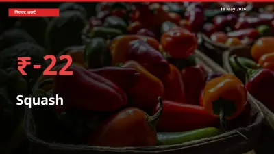 अचानक झटका! मंडी में कद्दू (कोहड़ा) के दाम 22.22% टूटे