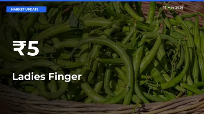 Ladies Finger Prices Trend Across 5+ Mandis – Market Direction Turns Clear