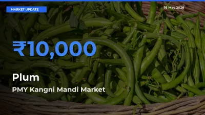 PMY Kangni Mandi Offers ₹10,000 – Highest Plum Rate Today