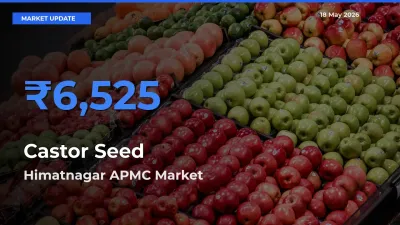 Himatnagar APMC Leads as Top Mandi for Castor Seed Prices