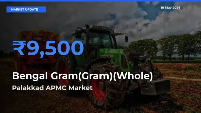 Palakkad APMC Emerges as Top Mandi for Bengal Gram(Gram)(Whole) Prices Today