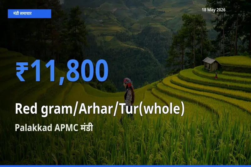 किसानों की पसंद बना Palakkad APMC, साबुत अरहर के सबसे अच्छे दाम