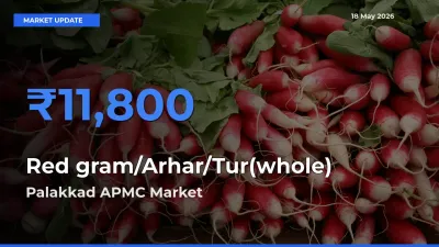 Market Watch: Palakkad APMC Becomes Top Mandi for Red gram/Arhar/Tur(whole)