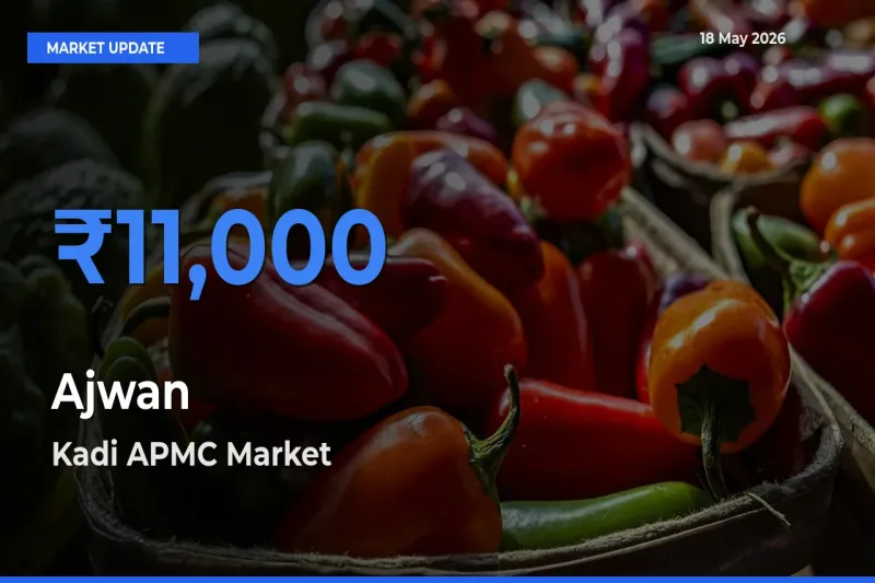 Kadi APMC Records Highest ₹11,000 Rate for Ajwan