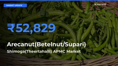 Top Performer! Shimoga(Theertahalli) APMC Offers Best Arecanut(Betelnut/Supari) Price Today