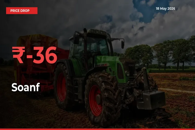 Soanf Prices Drop 36.37% in 24 Hours at Major Mandis