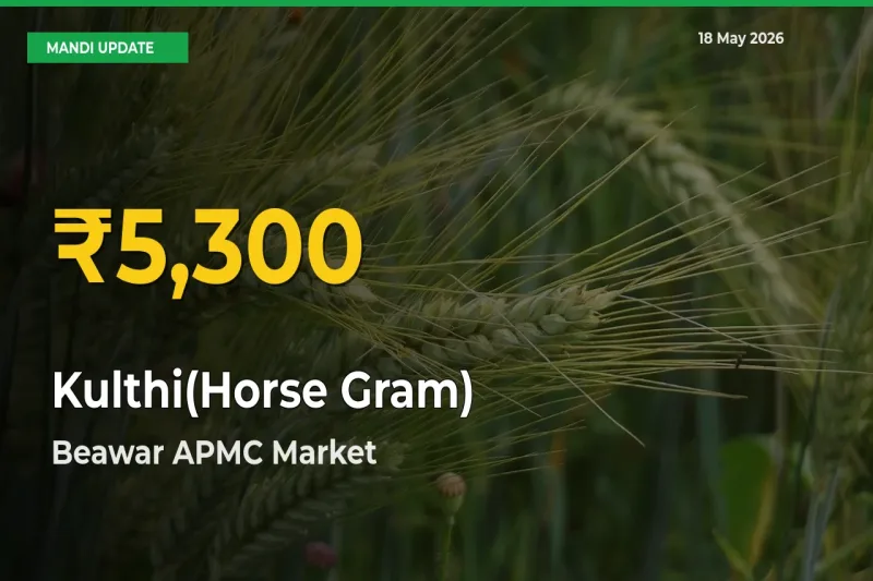Kulthi(Horse Gram) Prices Soar to Record High in Beawar APMC – Farmers Alert Today