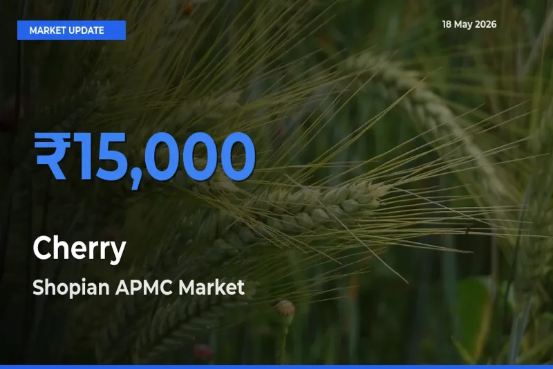 Shopian APMC Emerges as Top Mandi for Cherry Prices Today
