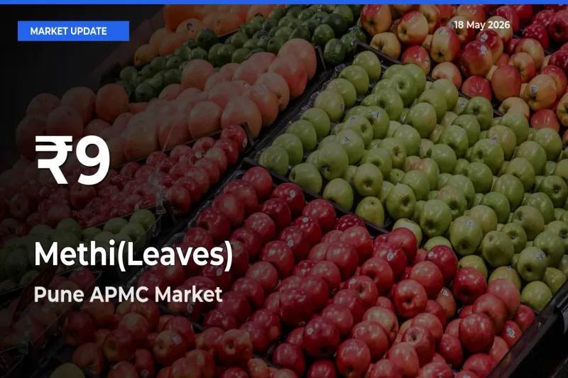 Why Methi(Leaves) Prices Slumped in Pune APMC – 30-Day Low Today