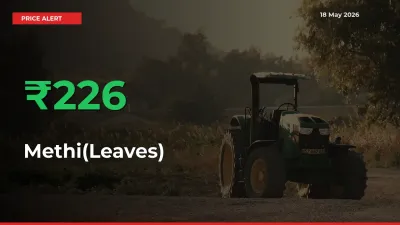 Big Rally! Methi(Leaves) Climbs 226.49% in 24 Hours at Top Mandis